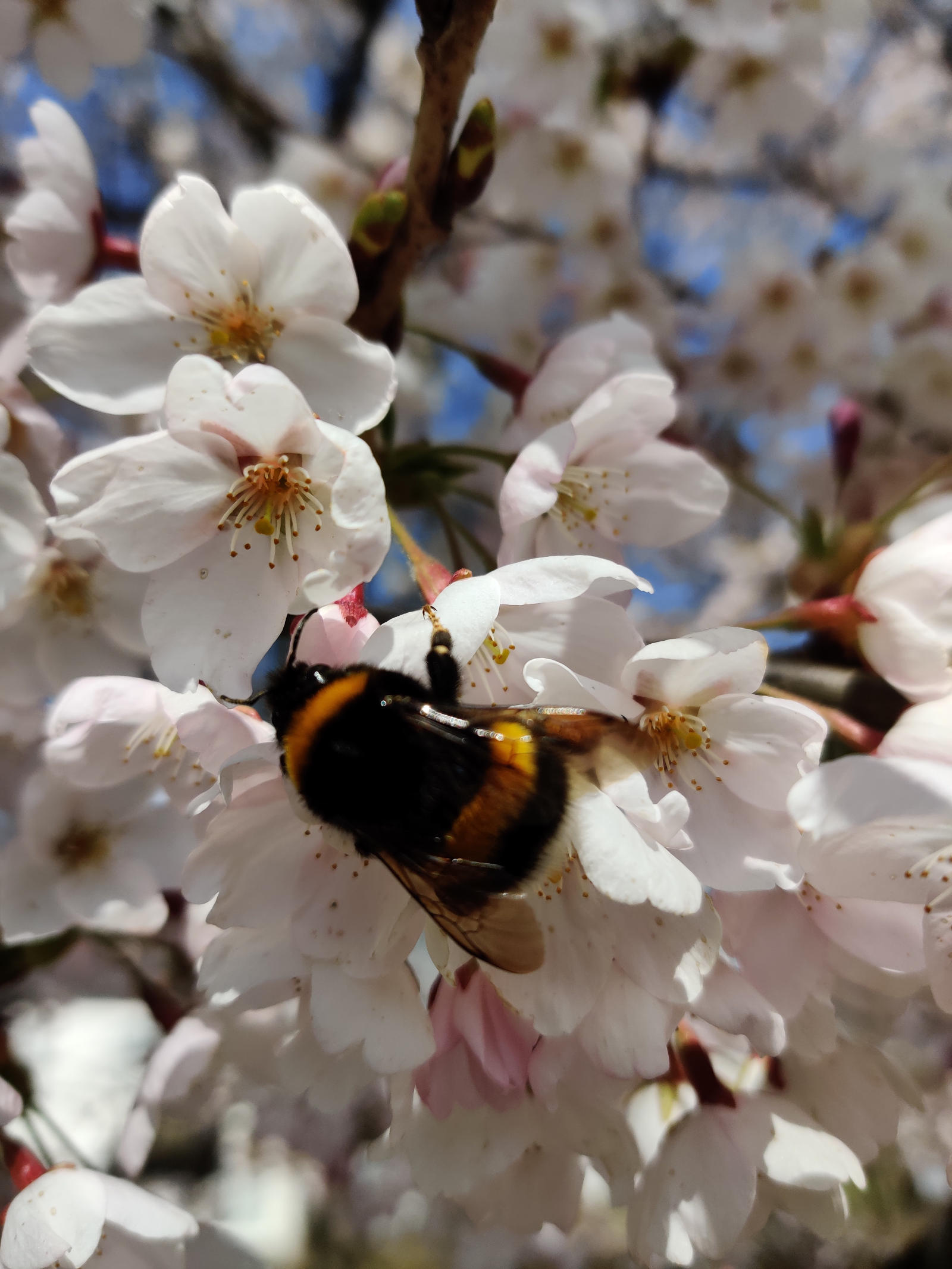 Blüten mit Hummel