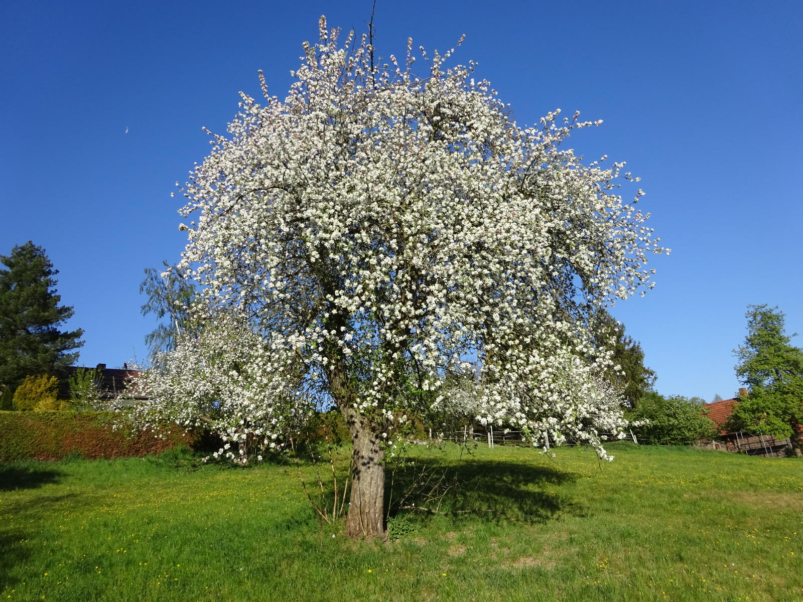 Blühender Apfelbaum