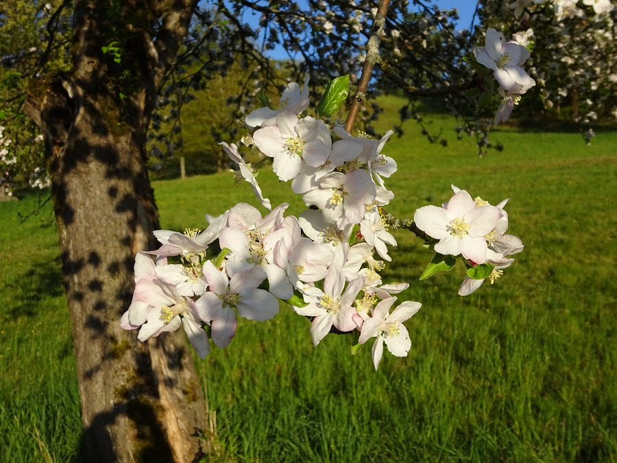 Apfelblüte