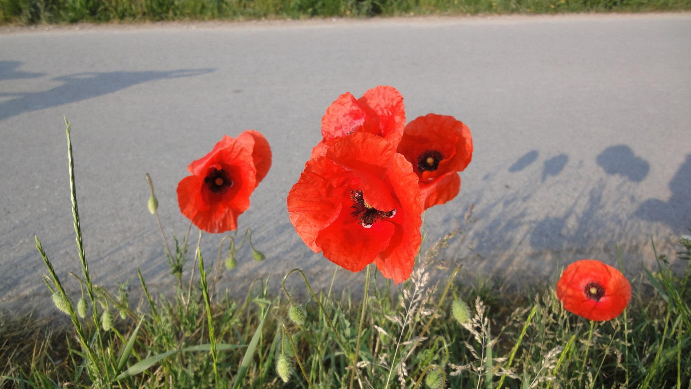 Mohn