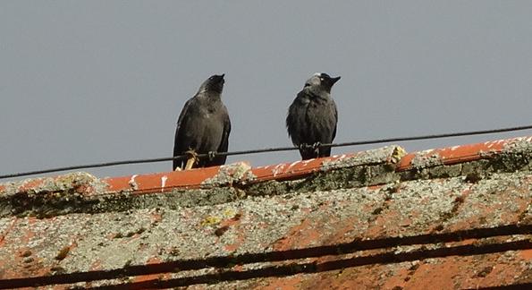 Vögel auf dem Dach 2