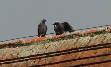 Vögel auf dem Dach 4