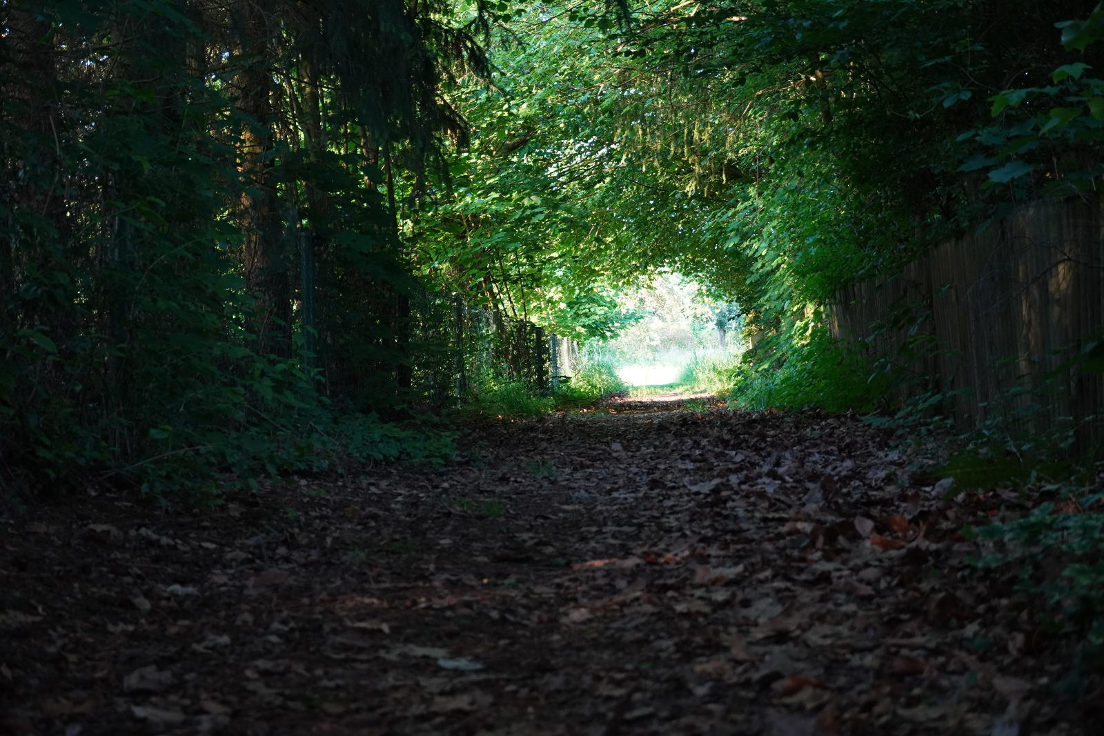 Baumtunnelweg